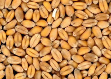 Špalda alebo pšenica – všetko, čo potrebuješ vedieť