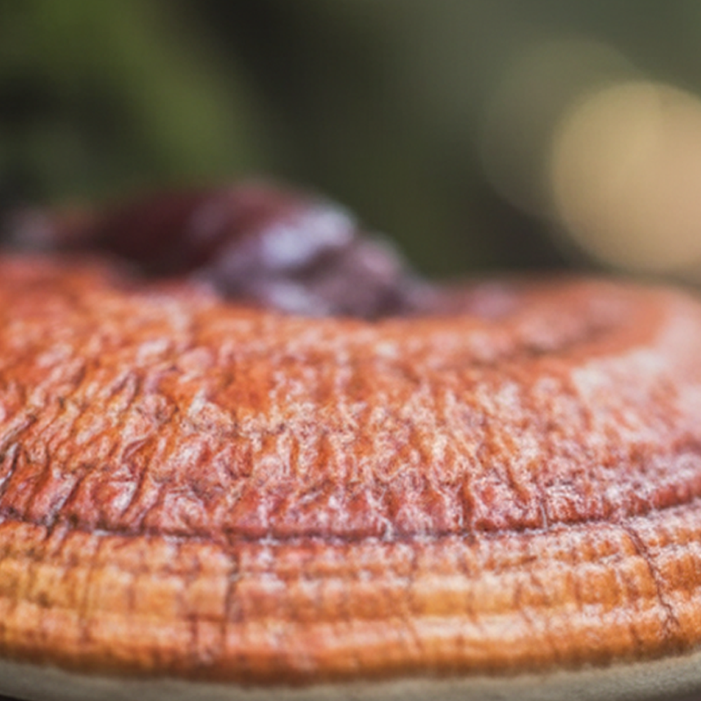 Reishi