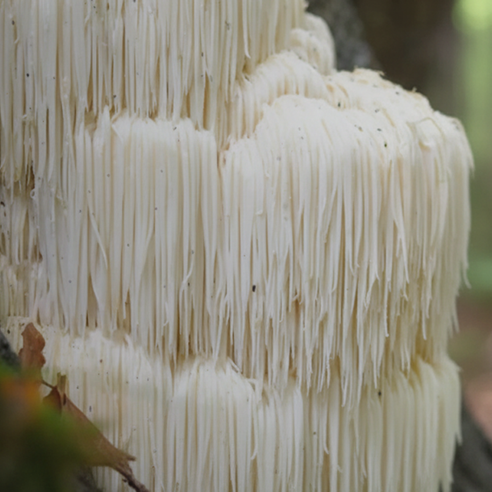 Lion's Mane