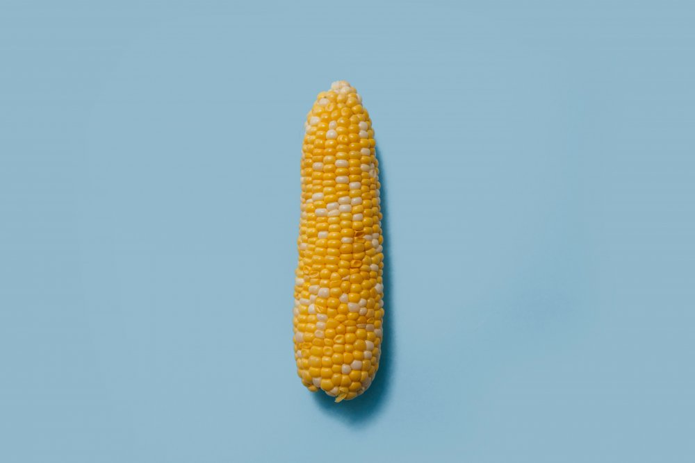 Geneticky modifikovaná kukurica